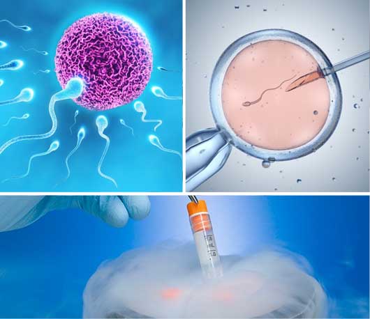 Best IVF Centre, Fertility Clinic in Mira Road–ANSH Fertility by Dr Maya Prasad